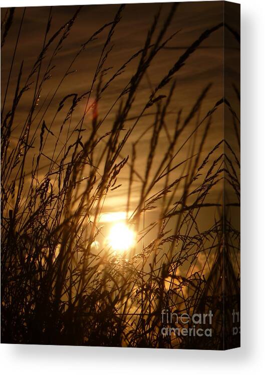 Sunset Canvas Print featuring the photograph Glow Through The Grass by Vicki Spindler