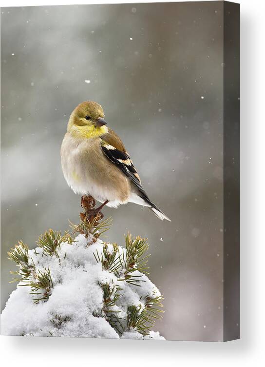 American Goldfinch Canvas Print featuring the photograph Goldfinch in the Snow by Jim Zablotny
