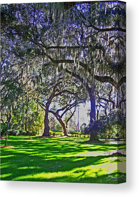 Oak Trees Canvas Print featuring the photograph Graceful Oaks by Patricia Clark Taylor