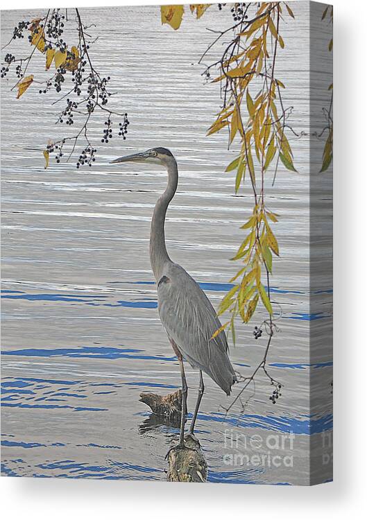 Heron Canvas Print featuring the photograph Great Blue Heron by Ann Horn