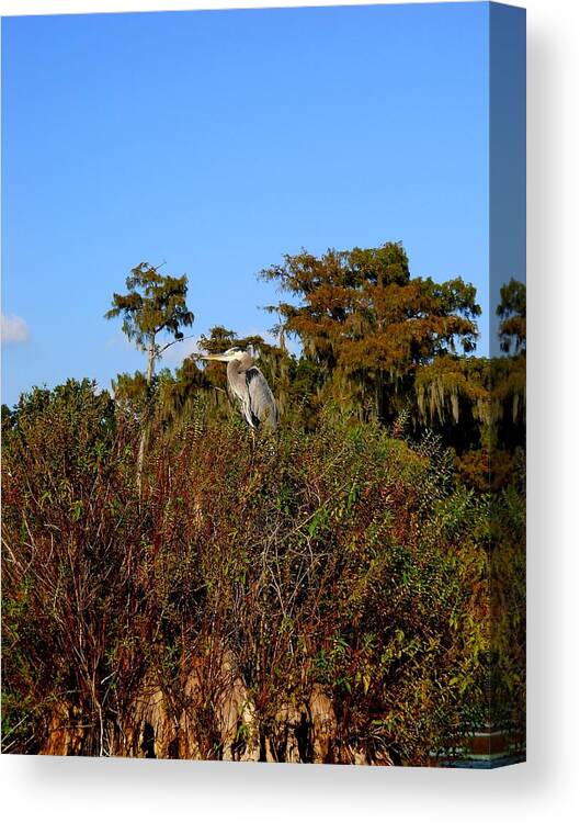 Great Blue Heron Canvas Print featuring the photograph Great Blue Heron by Beth Vincent