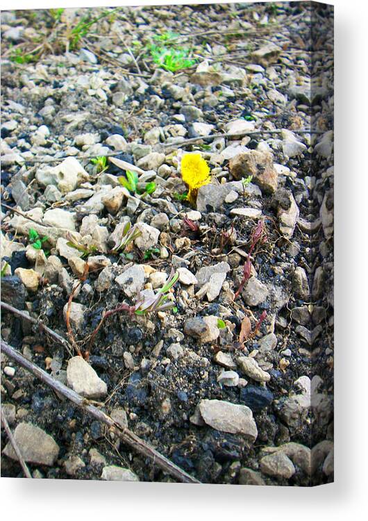 Coltsfoot Canvas Print featuring the photograph Ground's accents by Lelia Fashion