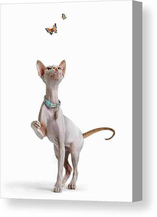 Pets Canvas Print featuring the photograph Hairless Cat And Butterflies by Gandee Vasan