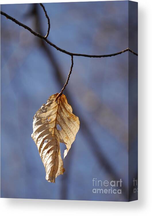 Leaves Canvas Print featuring the photograph Hanging on by Jane Ford