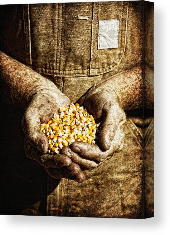 Lincoln Rogers Canvas Print featuring the photograph Harvest in His Hands by Lincoln Rogers