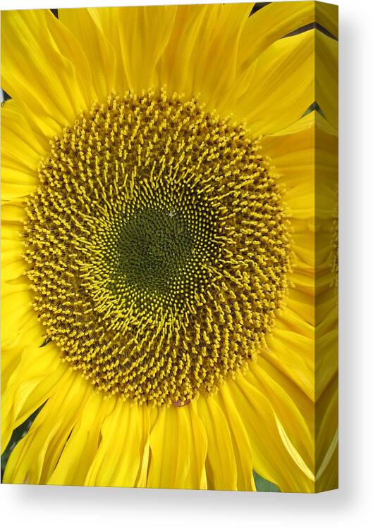 Daisy Canvas Print featuring the photograph Here comes the sun.... by Rosita Larsson