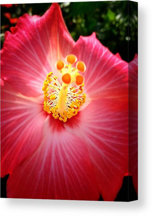 Hibiscus Canvas Print featuring the photograph Hibiscus Highland by John Duplantis