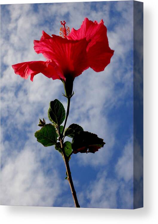 Hibiscus Canvas Print featuring the photograph Hibiscus in the Sky by Peter Mooyman
