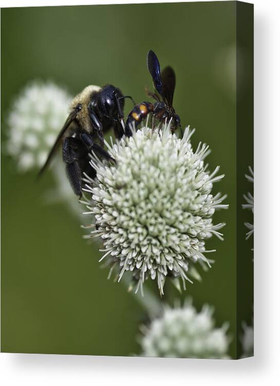 Close-ups Canvas Print featuring the photograph Honey Bee 0001 by Donald Brown