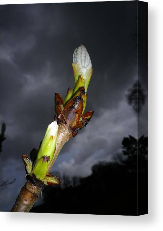 Horse Chestnut Canvas Print featuring the photograph Horse Chestnut Bud With Dark Stormy Sky by Richard Brookes