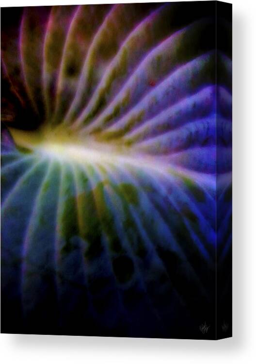 Digital Photography Canvas Print featuring the digital art Hosta Leaf by Matthew Lindley