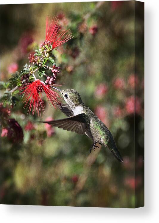 Anna's Hummingbird Canvas Print featuring the photograph Hummingbird and the Red Feather Duster by Saija Lehtonen