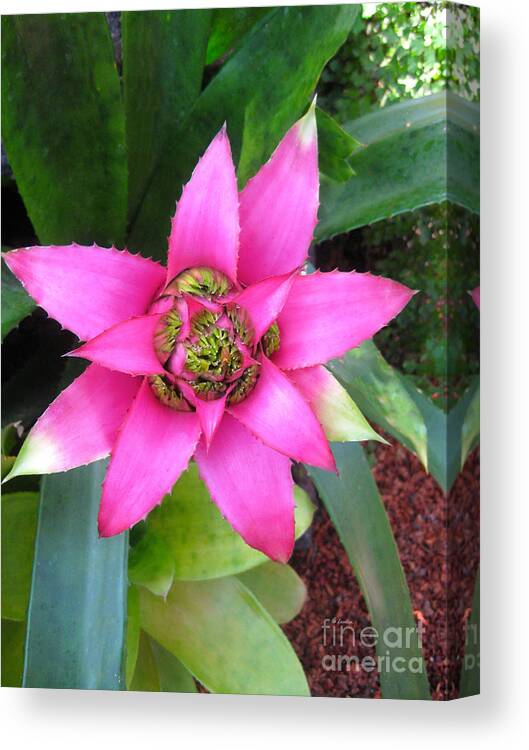 Pink And Beautiful Canvas Print featuring the photograph Pink and Beautiful by Claudia Ellis