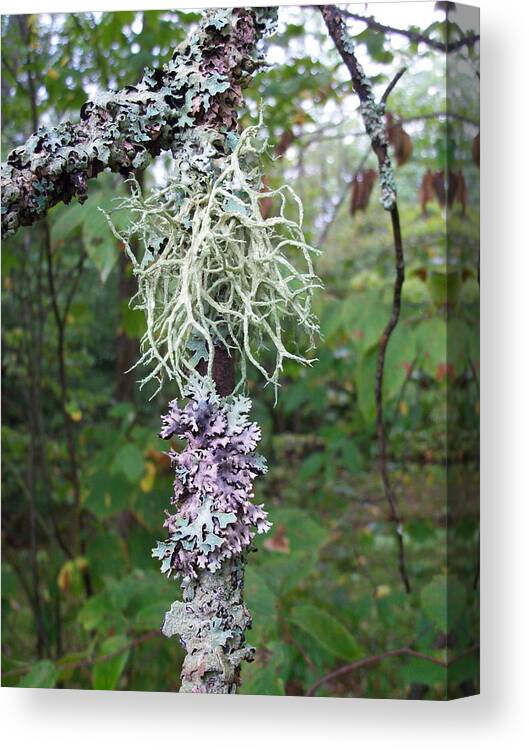 Nature Canvas Print featuring the photograph I'm liken this Lichen by David Pickett