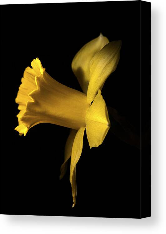 Daffodils Canvas Print featuring the photograph I'm ready for my closeup by Joe Schofield