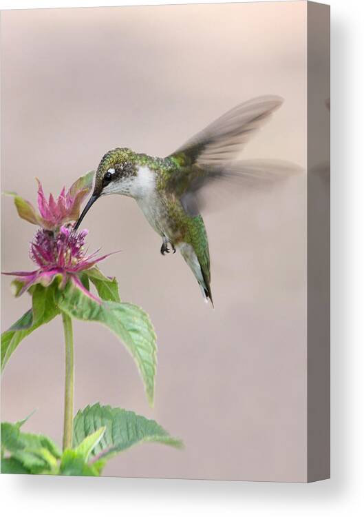 Female Ruby Throated Hummingbird Canvas Print featuring the photograph Ironically Iconic by Theo OConnor