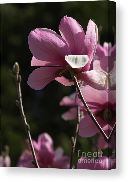 Magnolia Canvas Print featuring the photograph Japanese Magnolia and Bud by Anna Lisa Yoder