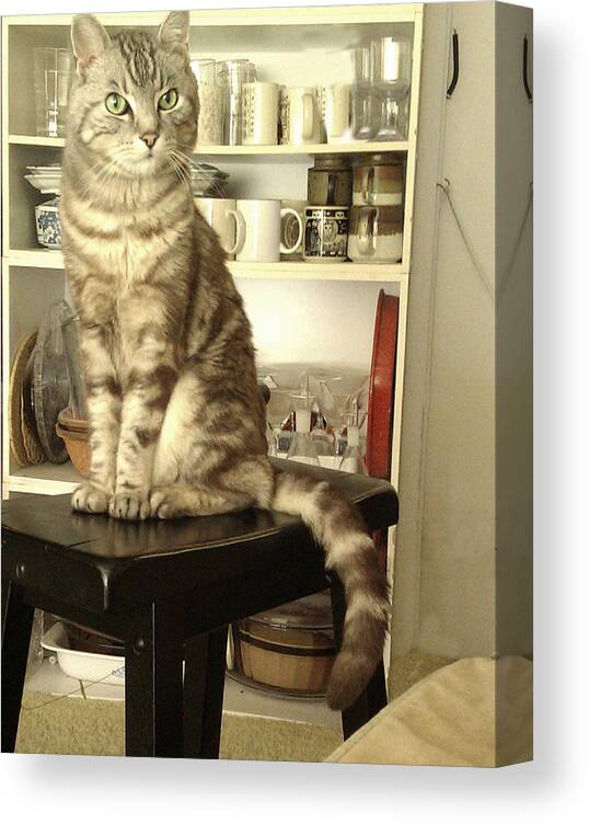 Cat Canvas Print featuring the photograph Kitty Prez Puzzeled by Suzanne Giuriati Cerny