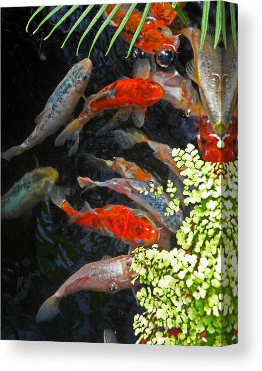 Fish Canvas Print featuring the photograph Koi Fish I by Elizabeth Hoskinson