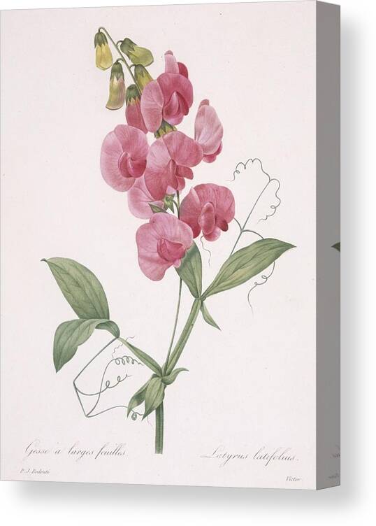 Redoute Canvas Print featuring the painting Lathyrus Latifolius Everlasting Pea by Pierre Joseph Redoute