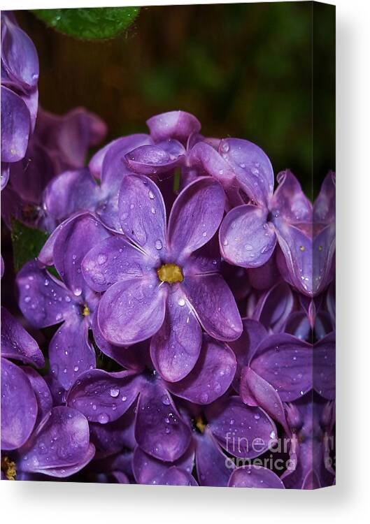Lilac Canvas Print featuring the photograph Lilac Flowers by Amalia Suruceanu