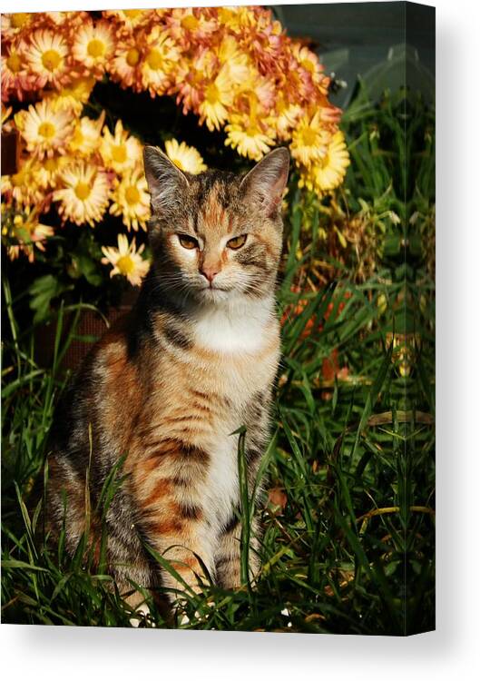 Cat Canvas Print featuring the photograph LILY with Harvest Mums by VLee Watson