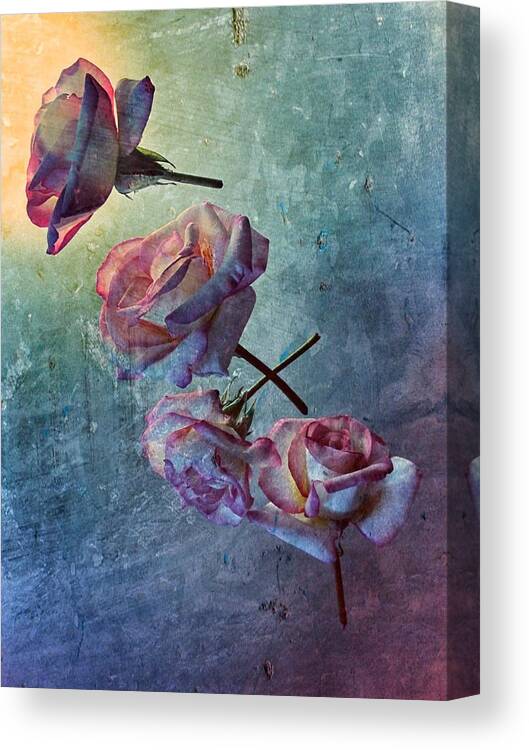 Roses Canvas Print featuring the photograph Look Back in Time by Marianna Mills