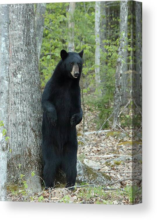 Bears Canvas Print featuring the photograph Looking for Danger by Duane Cross
