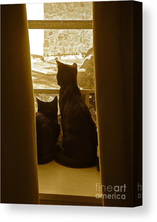 Cats In The Window Prints Canvas Print featuring the photograph Looking outside by Delona Seserman