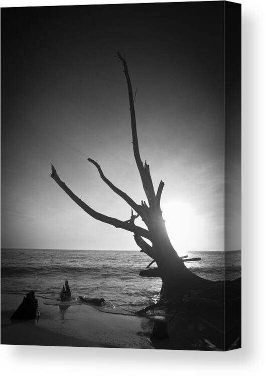Florida Canvas Print featuring the photograph Lovers Key Driftwood by Bradley R Youngberg