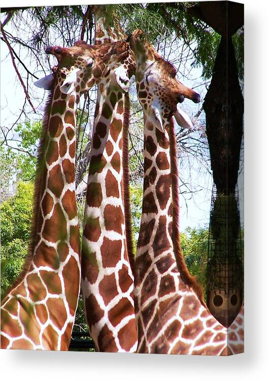 Giraffe Canvas Print featuring the photograph Lunch by Jewels Hamrick