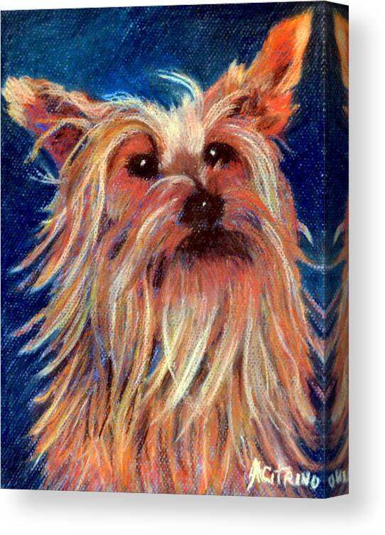 Yorkie Canvas Print featuring the pastel Made My Day  pastel by Antonia Citrino