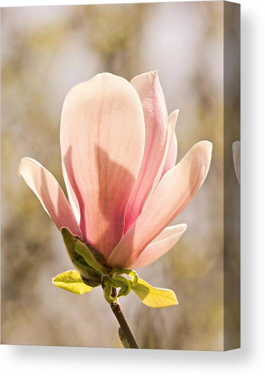 Magnolia Canvas Print featuring the photograph Magnolia Magnificence by Theo OConnor