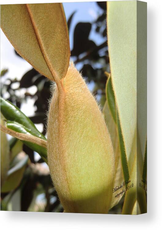 Flower Photograph Canvas Print featuring the photograph Magnolia Serenity - signed by Michele Penn
