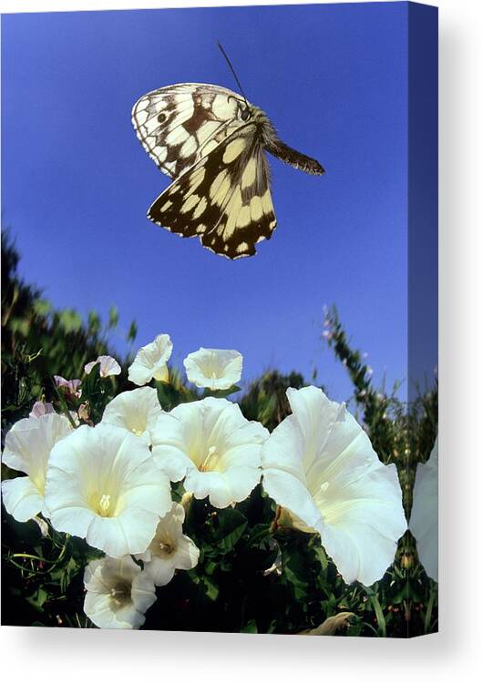 Melanargia Galathea Canvas Print featuring the photograph Marbled White Butterfly by Dr. John Brackenbury/science Photo Library