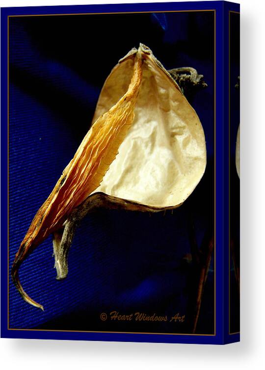 Milkweed Canvas Print featuring the photograph Milkweed Pod by Kathleen Luther