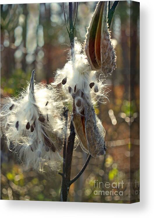 Milkweed Pod Canvas Print featuring the photograph Milkweed Seed Pods Back-lit in Marsh by Anna Lisa Yoder