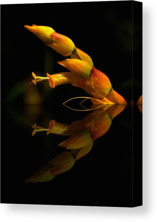 Blooms Canvas Print featuring the photograph Mirror Image by Kathi Isserman