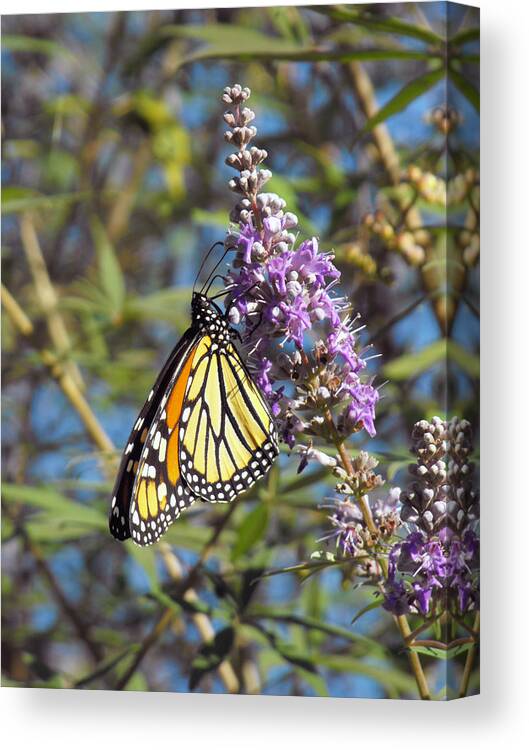 Butterfly Canvas Print featuring the photograph Monarch on Vitex by Jayne Wilson