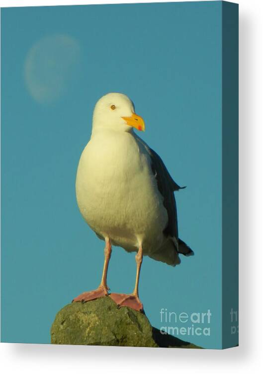 Birds Canvas Print featuring the photograph Moon with Seagull by Gallery Of Hope 