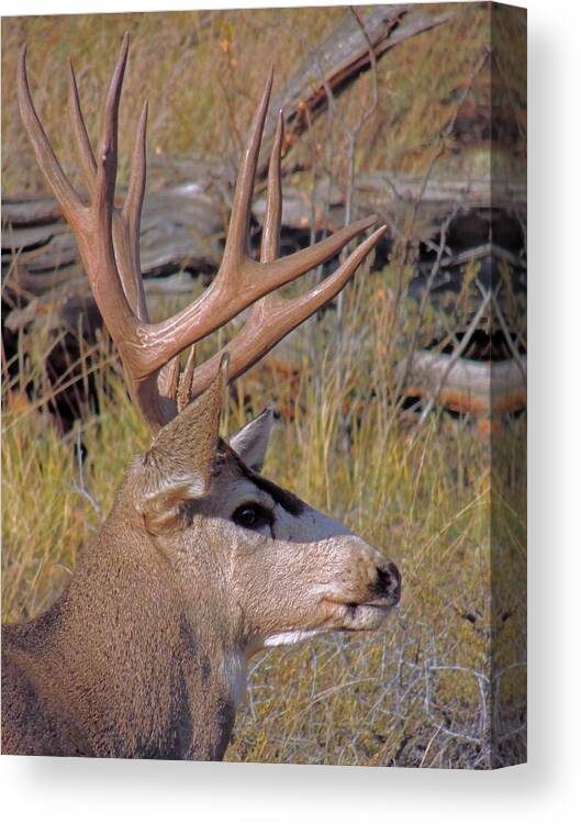 Deer Canvas Print featuring the photograph Mule Deer by Lynn Sprowl