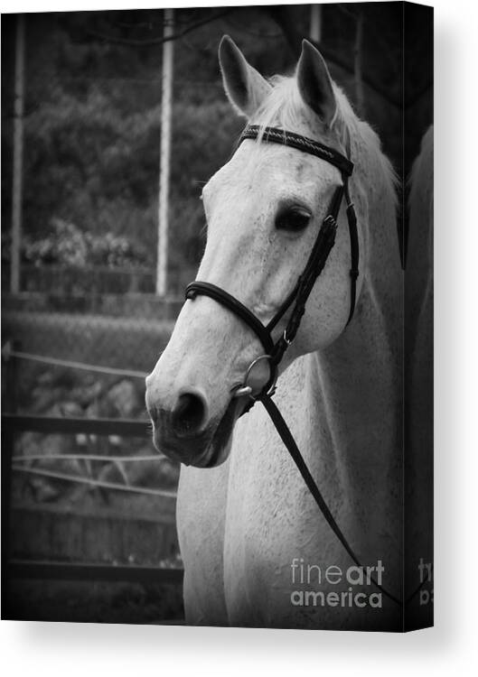 Horses Canvas Print featuring the photograph My best Friend by Clare Bevan