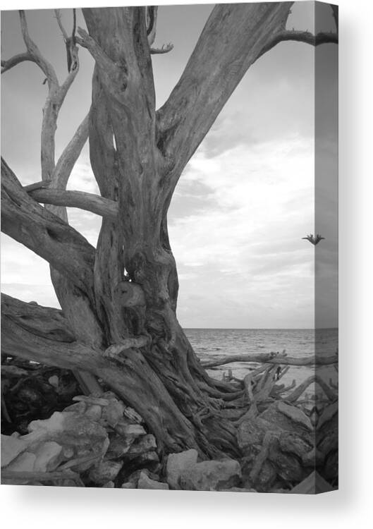Beach Canvas Print featuring the photograph My Enchanted Forest by Capt Pat Moran