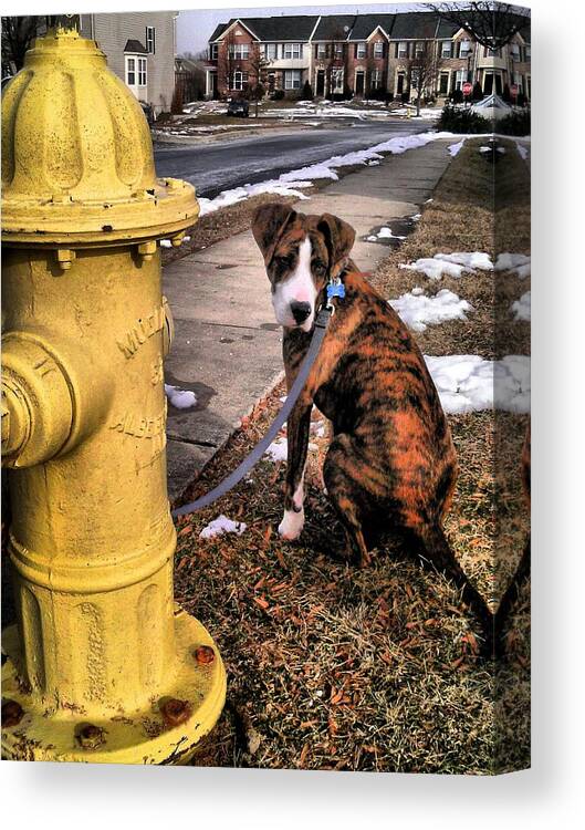 Dogs Canvas Print featuring the photograph My Friend Plug by Robert McCubbin