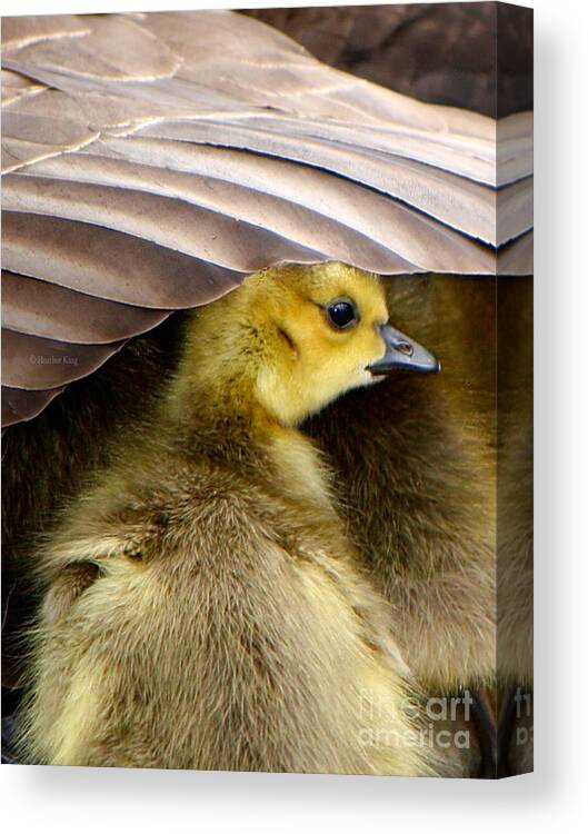 Canadian Goose Canvas Print featuring the photograph My Umbrella by Heather King