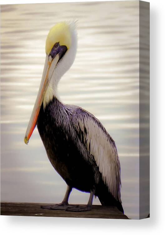 Bird Canvas Print featuring the photograph My Visitor by Karen Wiles