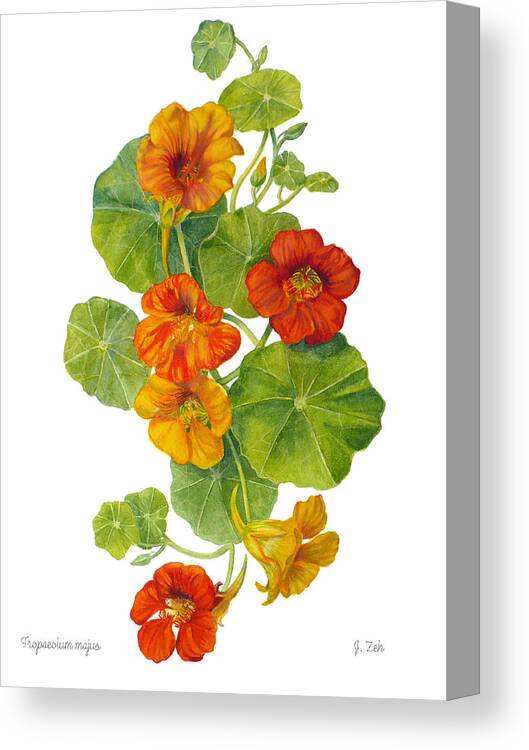 Nasturtium Flowers Canvas Print featuring the painting Nasturtiums - Tropaeolum majus by Janet Zeh