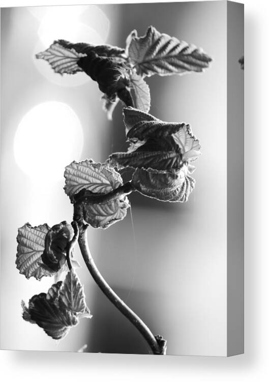 New Growth Canvas Print featuring the photograph New Growth by Jane Ford