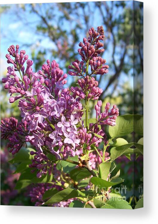 Purple Canvas Print featuring the photograph Purple Lilac by Eunice Miller