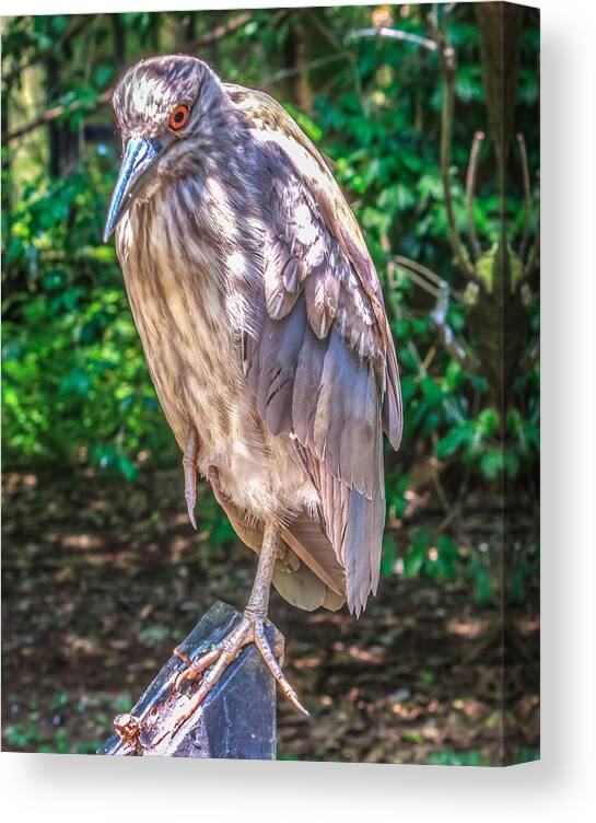 Adult Canvas Print featuring the photograph Nycticorax nycticorax by Traveler's Pics